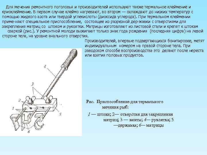 Для мечения ремонтного поголовья и производителей используют также термальное клеймение и криоклеймение. В первом