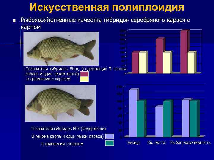 Искусственная полиплоидия n Рыбохозяйственные качества гибридов серебряного карася с карпом Показатели гибридов Fbск, (содержащих