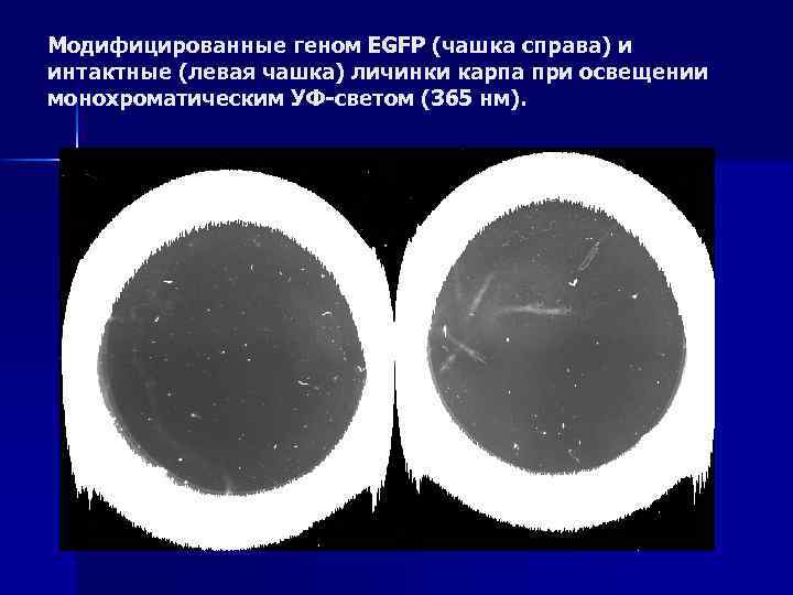 Модифицированные геном EGFP (чашка справа) и интактные (левая чашка) личинки карпа при освещении монохроматическим