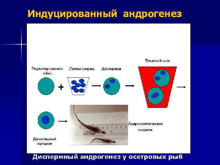 Индуцированный андрогенез Диспермный андрогенез у осетровых рыб 