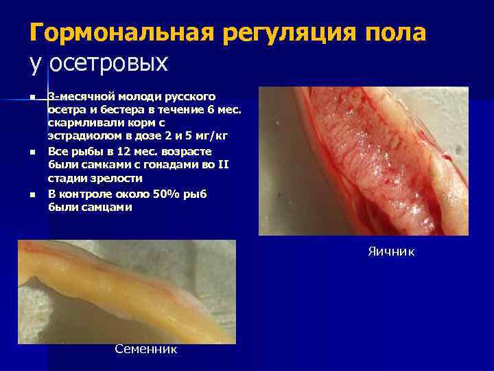 Гормональная регуляция пола у осетровых n n n 3 -месячной молоди русского осетра и