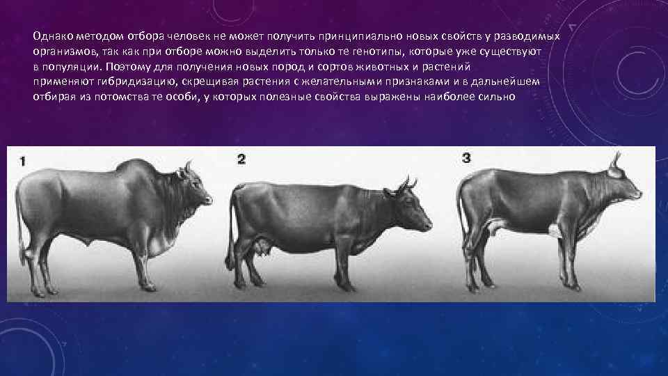 Однако методом отбора человек не может получить принципиально новых свойств у разводимых организмов, так