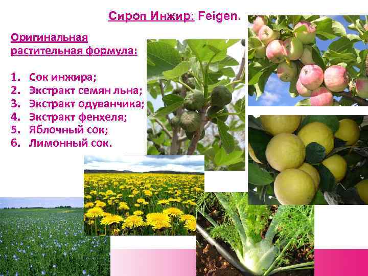 Сироп Инжир: Feigen. Оригинальная растительная формула: 1. 2. 3. 4. 5. 6. Сок инжира;