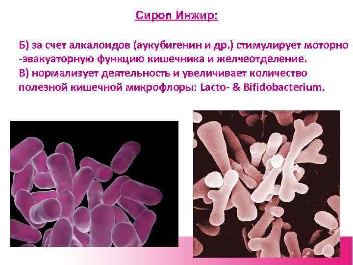Сироп Инжир: Б) за счет алкалоидов (аукубигенин и др. ) стимулирует моторно -эвакуаторную функцию