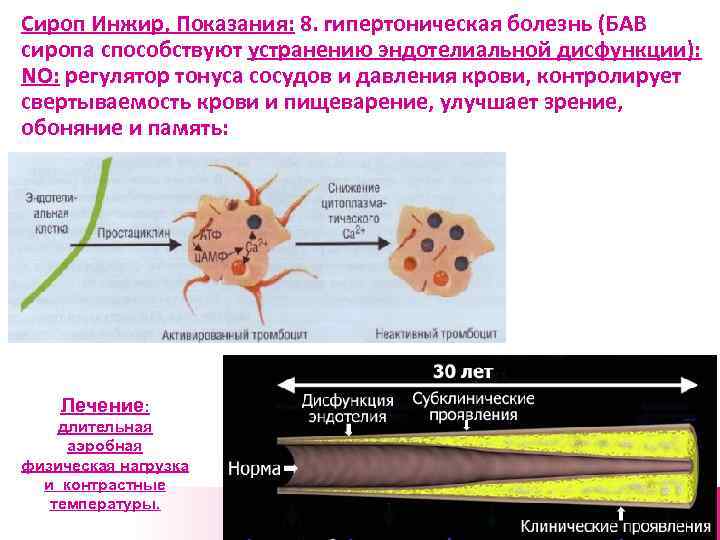 Сироп Инжир, Показания: 8. гипертоническая болезнь (БАВ сиропа способствуют устранению эндотелиальной дисфункции): NO: регулятор
