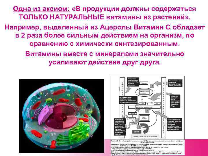 Одна из аксиом: «В продукции должны содержаться ТОЛЬКО НАТУРАЛЬНЫЕ витамины из растений» . Например,