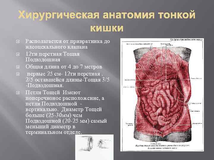 Хирургическая анатомия тонкой кишки Располагается от привратника до илеоцекального клапана 12 ти перстная Тощая