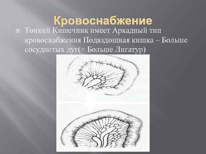 Кровоснабжение Тонкий Кишечник имеет Аркадный тип кровоснабжения Подвздошная кишка – Больше сосудистых дуг(= Больше