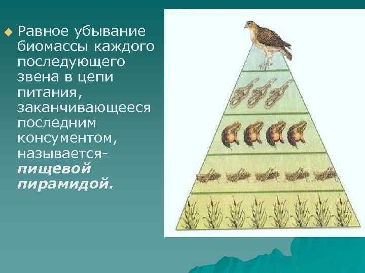 u Равное убывание биомассы каждого последующего звена в цепи питания, заканчивающееся последним консументом, называетсяпищевой