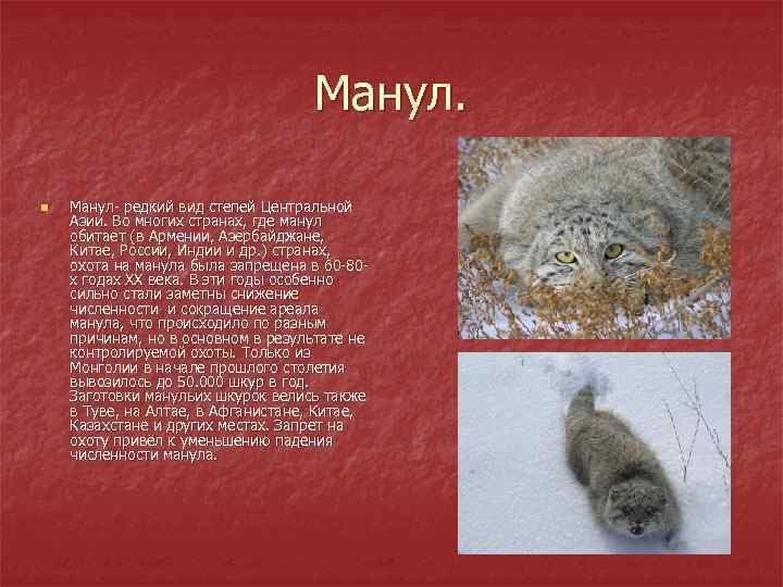 Манул. n Манул- редкий вид степей Центральной Азии. Во многих странах, где манул обитает