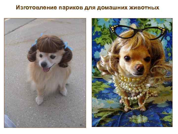 Изготовление париков для домашних животных 