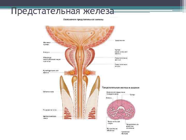 Предстательная железа 