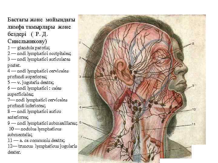 Бастағы және мойындағы лимфа тамырлары және бездері ( Р. Д. Синельникову) 1 — glandula