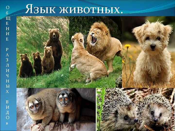 О б Щ Е Н И Е Р А З Л И Ч Н