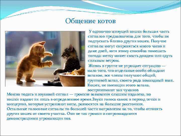 Общение котов У одиночно живущей кошки большая часть сигналов предназначена для того, чтобы не