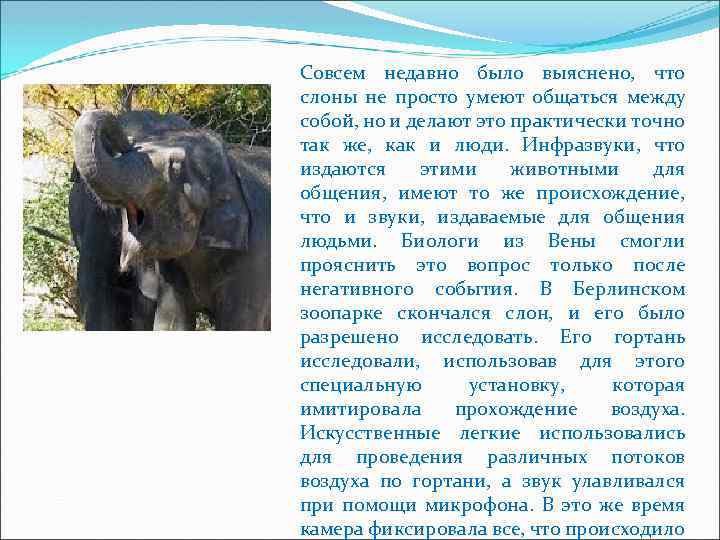 Совсем недавно было выяснено, что слоны не просто умеют общаться между собой, но и