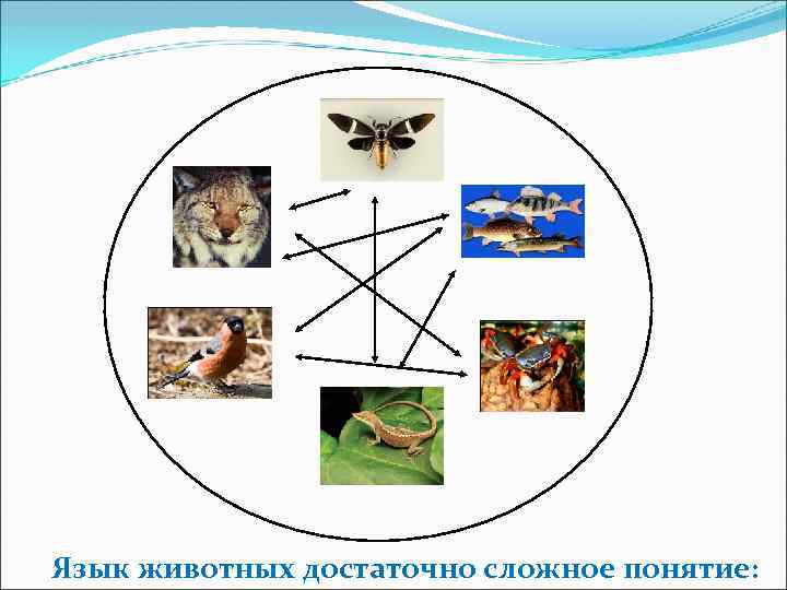 Язык животных достаточно сложное понятие: 