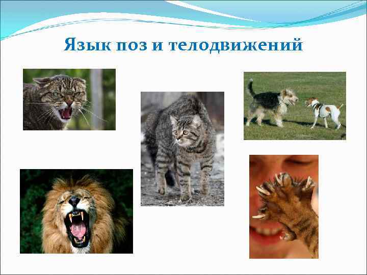 Язык поз и телодвижений 