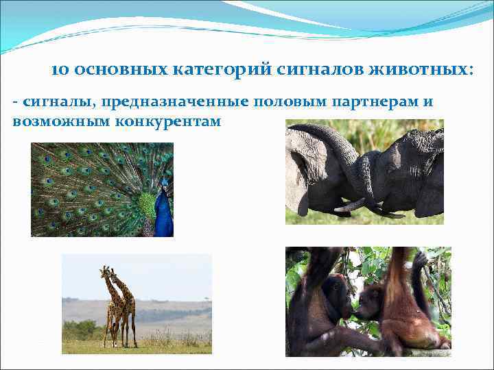 10 основных категорий сигналов животных: - сигналы, предназначенные половым партнерам и возможным конкурентам 