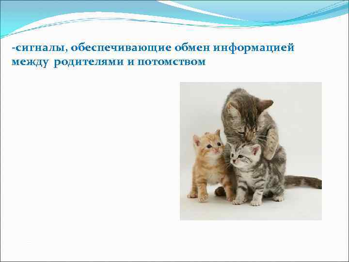 -сигналы, обеспечивающие обмен информацией между родителями и потомством 