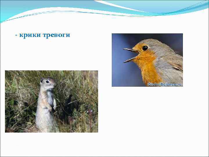 - крики тревоги 