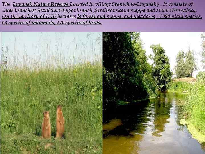 The Lugansk Nature Reserve Located in village Stanichno-Lugansky. It consists of three branches: Stanichno-Lugovbranch