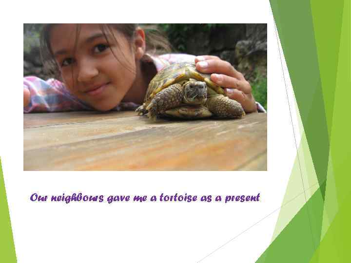Our neighbours gave me a tortoise as a present 