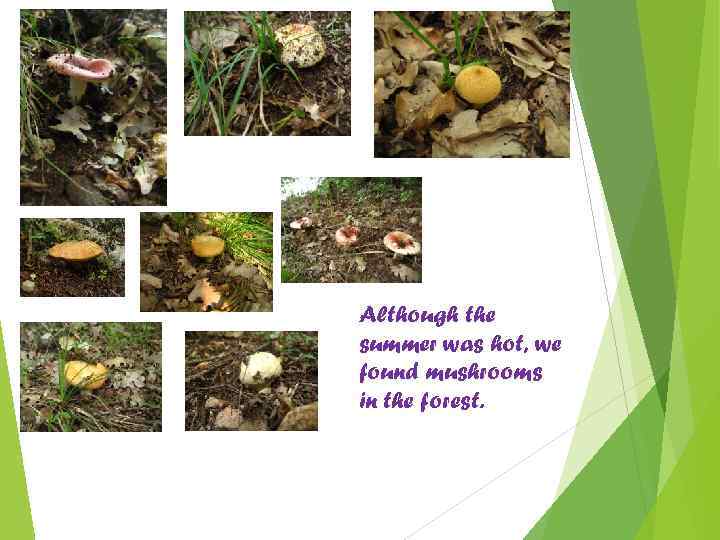 Although the summer was hot, we found mushrooms in the forest. 