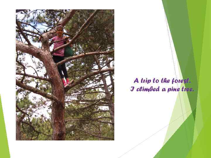 A trip to the forest. I climbed a pine tree. 