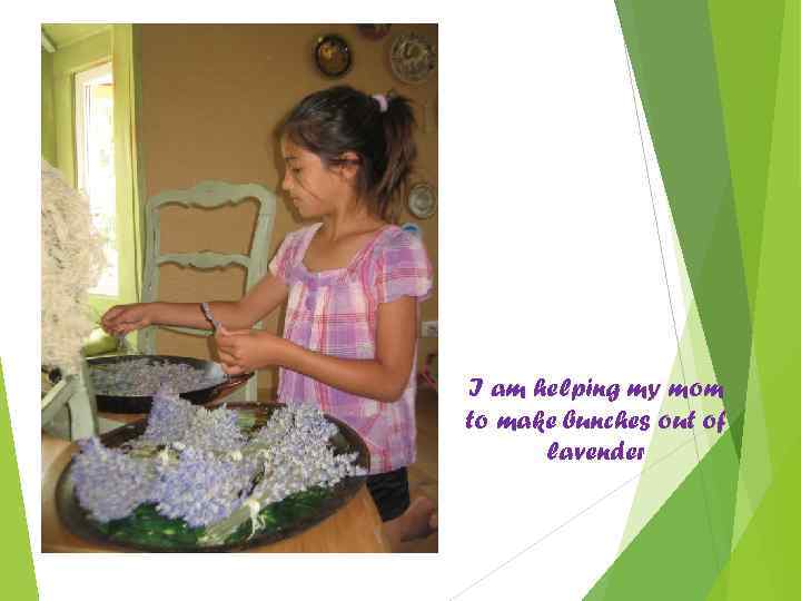 I am helping my mom to make bunches out of lavender 