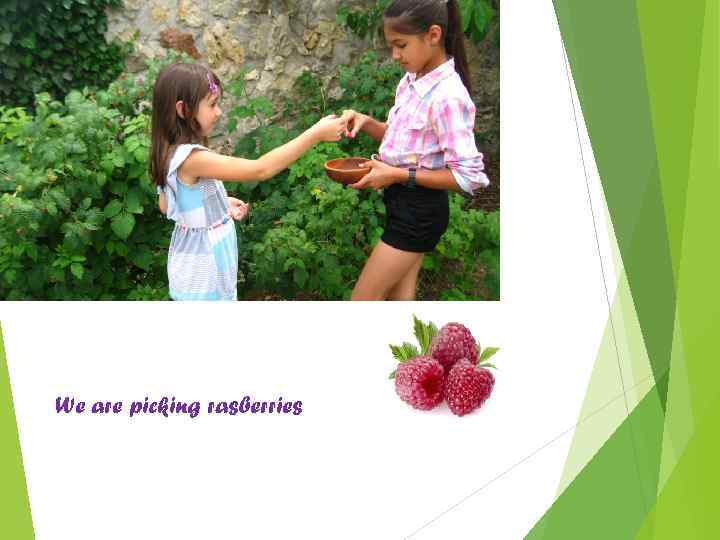 We are picking rasberries 