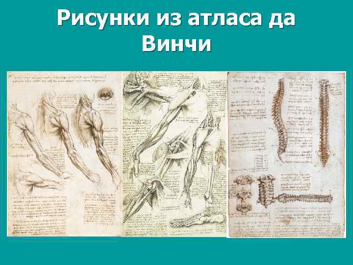 Рисунки из атласа да Винчи 
