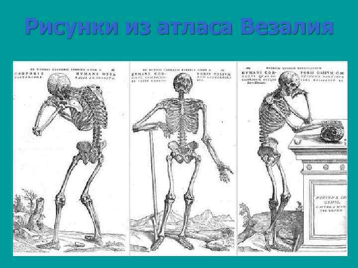Рисунки из атласа Везалия 