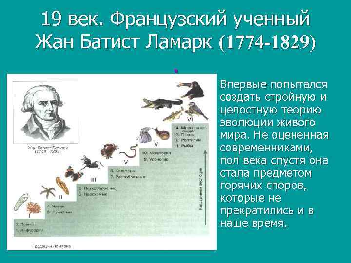 19 век. Французский ученный Жан Батист Ламарк (1774 -1829). n Впервые попытался создать стройную