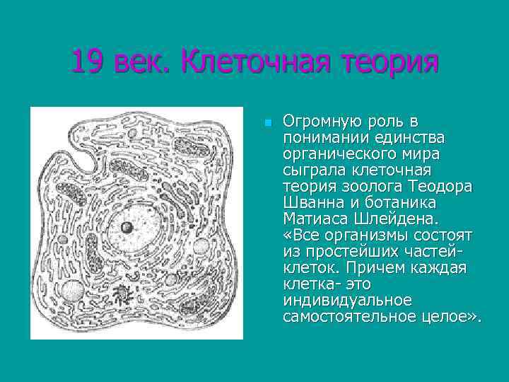 19 век. Клеточная теория n Огромную роль в понимании единства органического мира сыграла клеточная