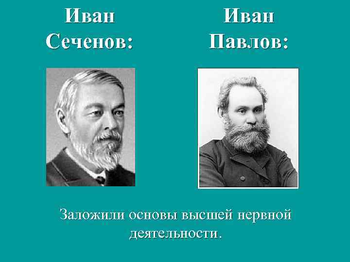 Иван Сеченов: Иван Павлов: Заложили основы высшей нервной деятельности. 