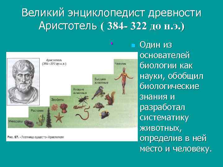 Великий энциклопедист древности Аристотель ( 384 - 322 до н. э. ) . n