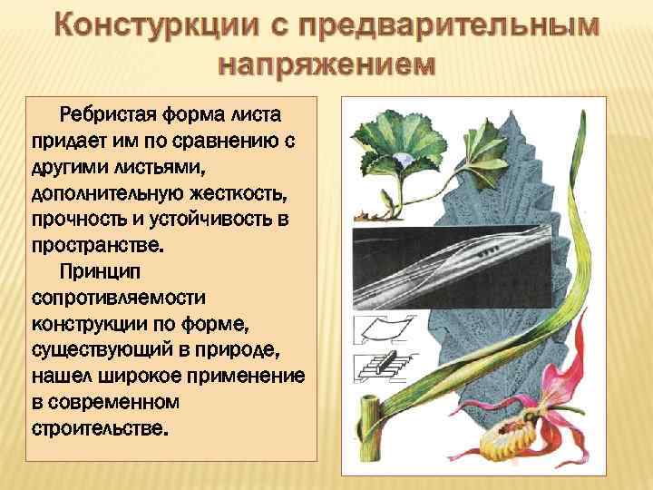 Ребристая форма листа придает им по сравнению с другими листьями, дополнительную жесткость, прочность и