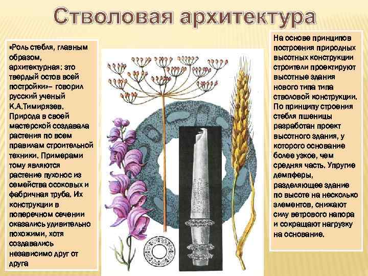  «Роль стебля, главным образом, архитектурная: это твердый остов всей постройки» – говорил русский