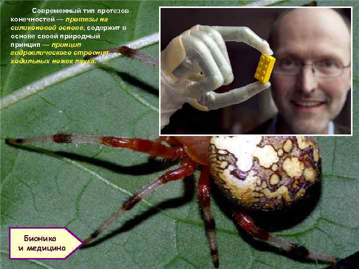 Современный тип протезов конечностей — протезы на силиконовой основе, содержит в основе своей природный