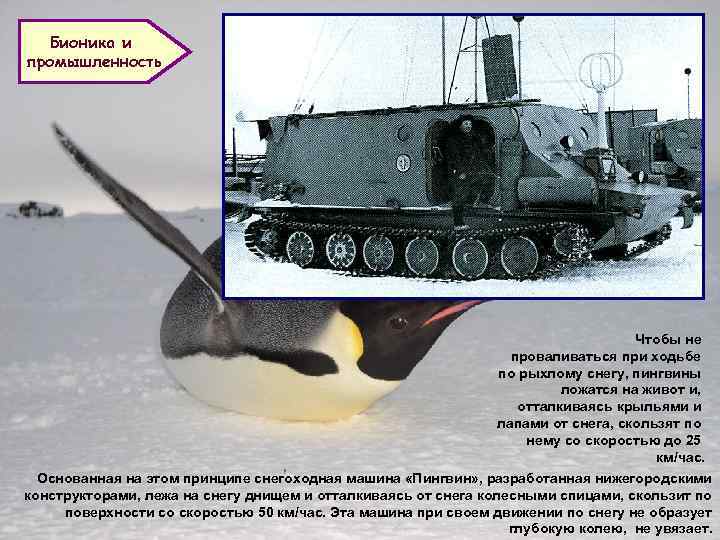 Бионика и промышленность Чтобы не проваливаться при ходьбе по рыхлому снегу, пингвины ложатся на