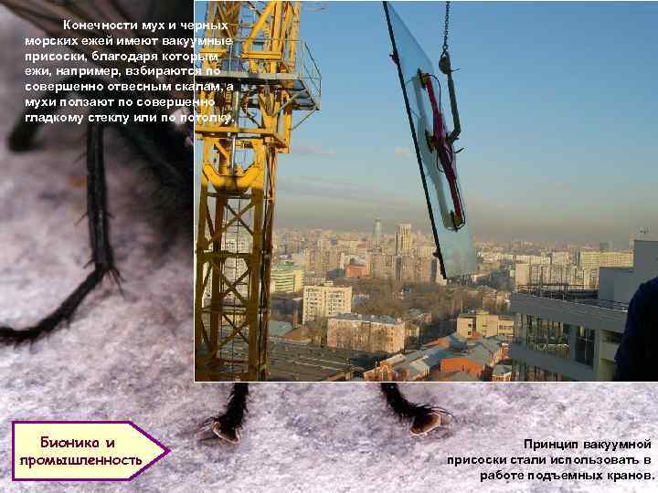 Конечности мух и черных морских ежей имеют вакуумные присоски, благодаря которым ежи, например, взбираются