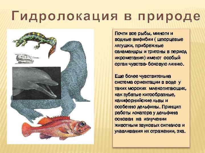 Гидролокация в природе Почти все рыбы, миноги и водные амфибии ( шпорцевые лягушки, прибрежные
