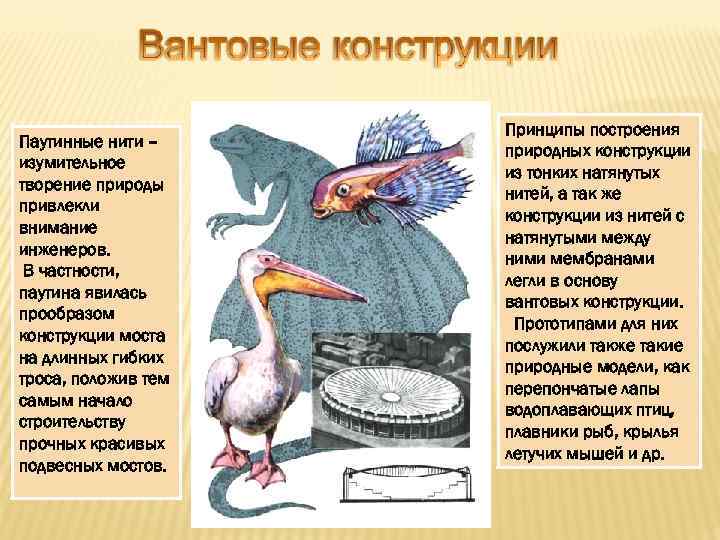 Паутинные нити – изумительное творение природы привлекли внимание инженеров. В частности, паутина явилась прообразом
