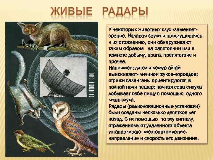 У некоторых животных слух «заменяет» зрение. Издавая звуки и прислушиваясь к их отражению, они