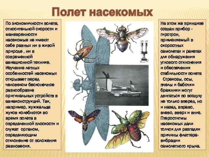 Форум сообщества насекомых не работает. Не насекомые. Динамика полета насекомых. Почему у насекомых частота восприятия больше. Почему насекомые обходят крест.