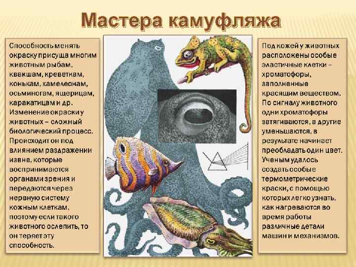 Мастера камуфляжа 