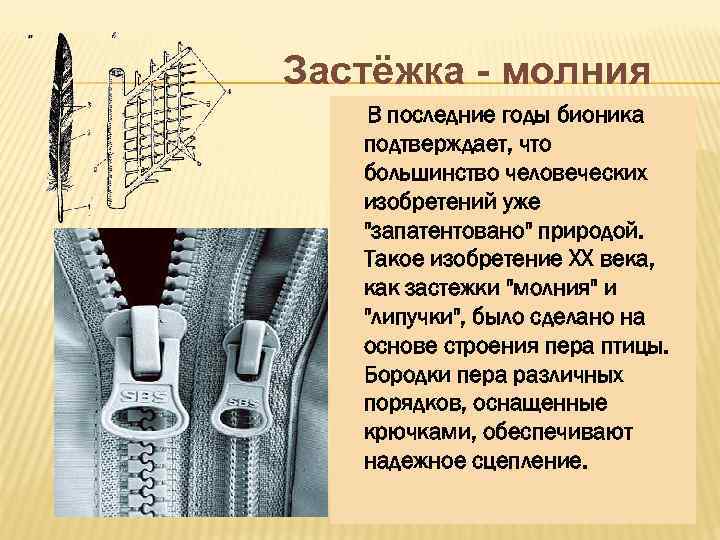 Застёжка - молния В последние годы бионика подтверждает, что большинство человеческих изобретений уже 