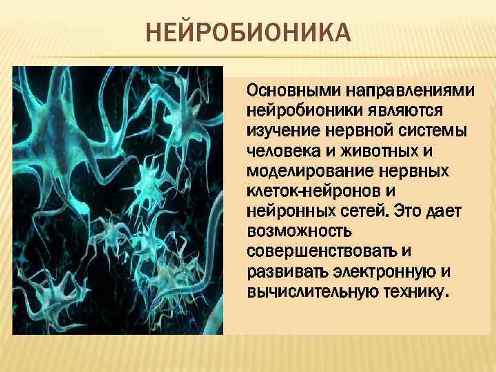 НЕЙРОБИОНИКА Основными направлениями нейробионики являются изучение нервной системы человека и животных и моделирование нервных