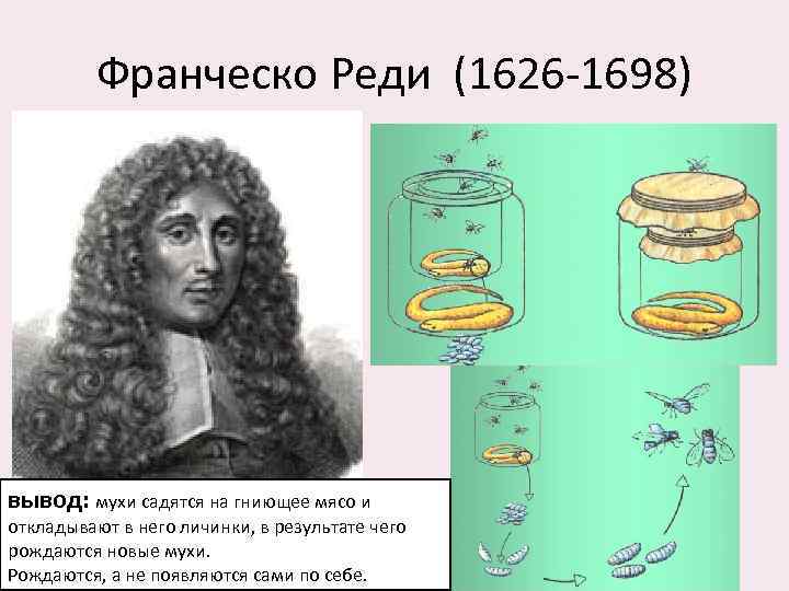 Франческо Реди (1626 -1698) вывод: мухи садятся на гниющее мясо и откладывают в него